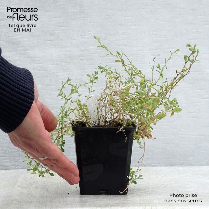 Amostra de Aubrecia Cascade Azul Vaso de 8/9 cm tal como entregue na primavera