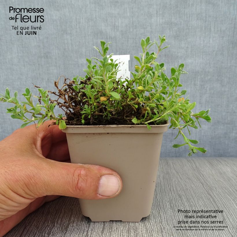 Amostra de Aubrecia Cascade Azul Vaso de 8/9 cm tal como entregue no verão
