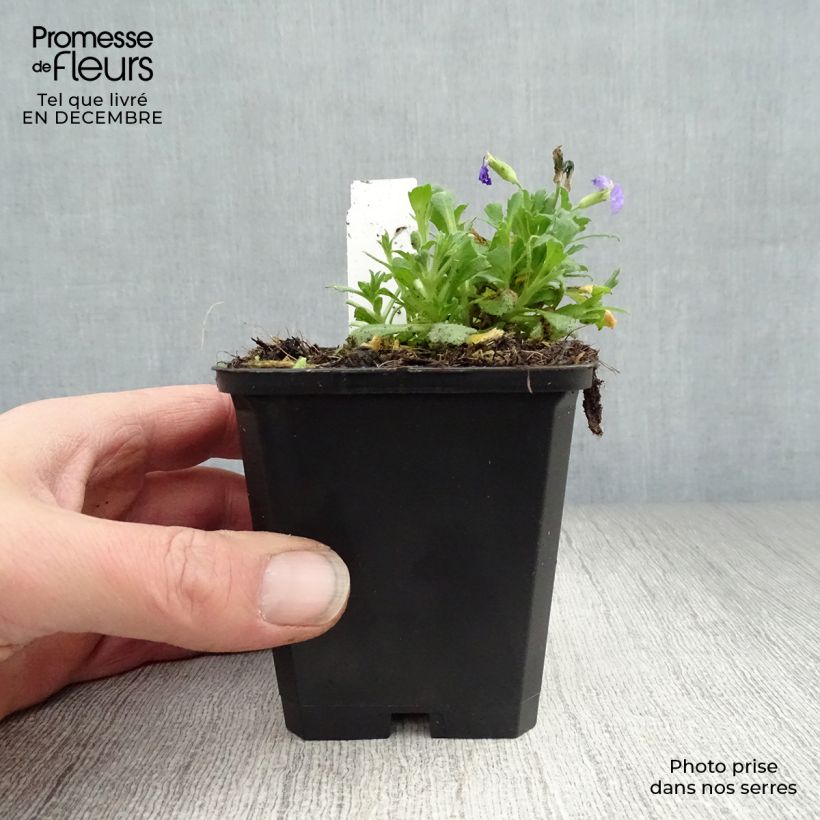 Amostra de Aubriète bleue - Aubrieta Cascade Blue Vaso de 8/9 cm tal como entregue no inverno