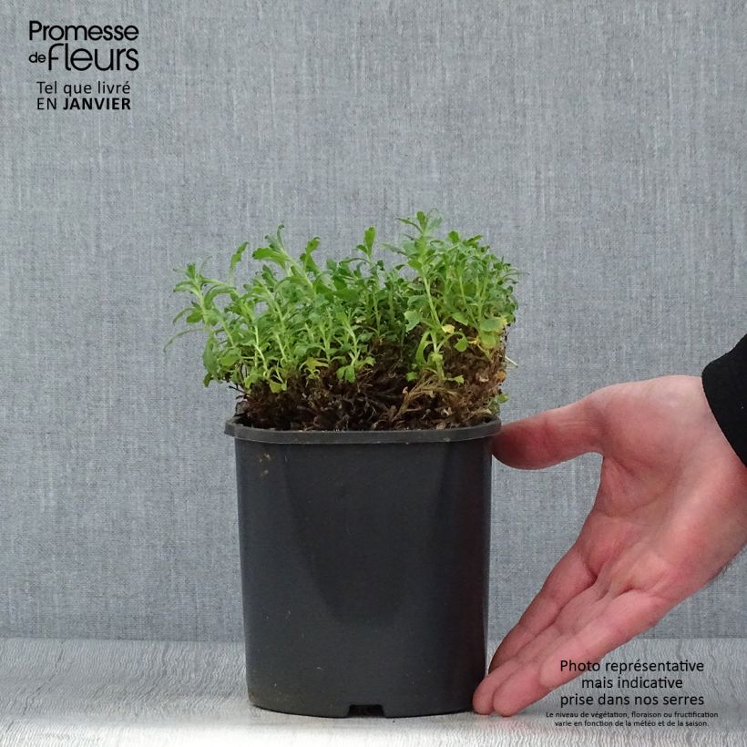 Amostra de Aubriète bleue - Aubrieta Cascade Blue Vaso de 2 L/3 L tal como entregue no inverno