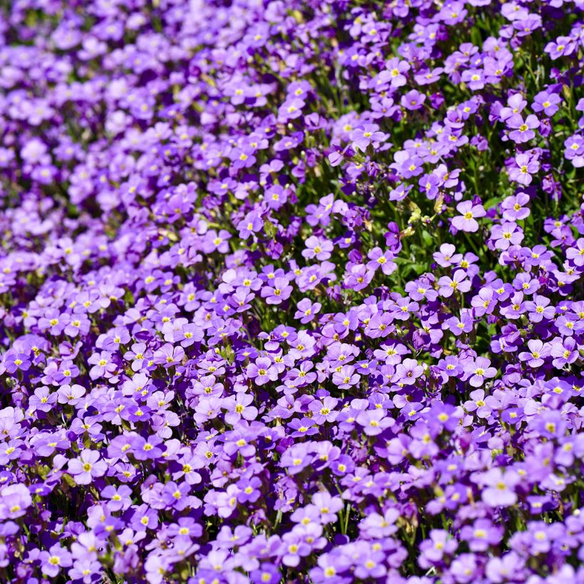 Aubrecia Cascade Azul (Floração)