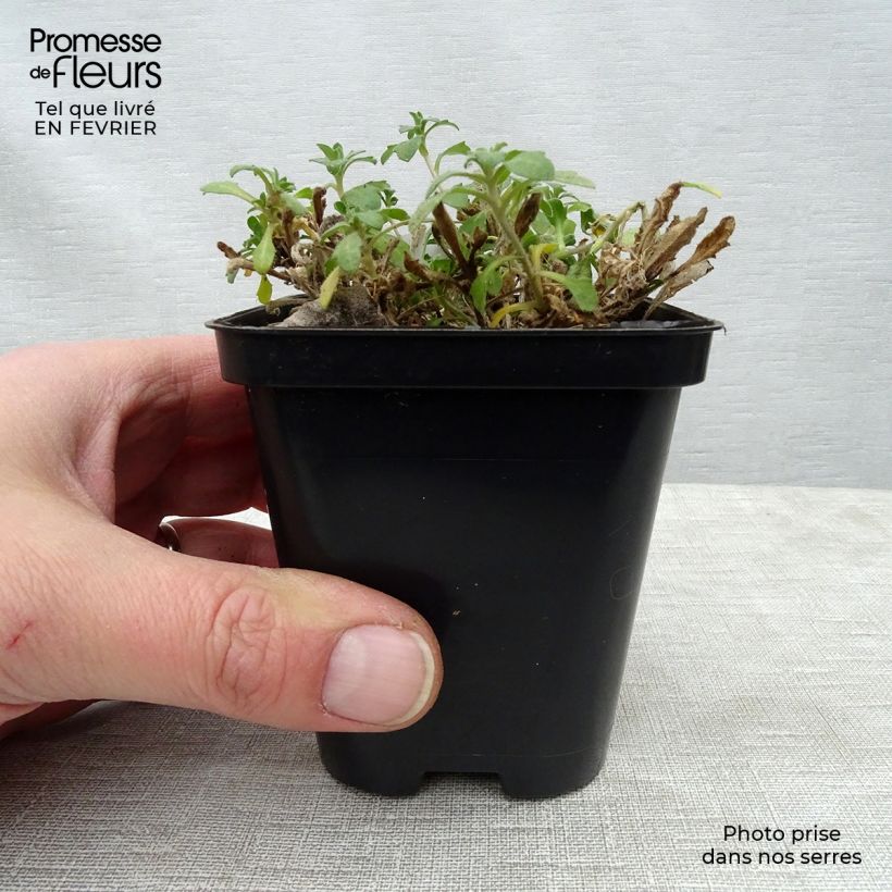 Amostra de Aubriète mauve - Aubrieta x cultorum Hamburger Stadtpark Vaso de 8/9 cm tal como entregue no inverno