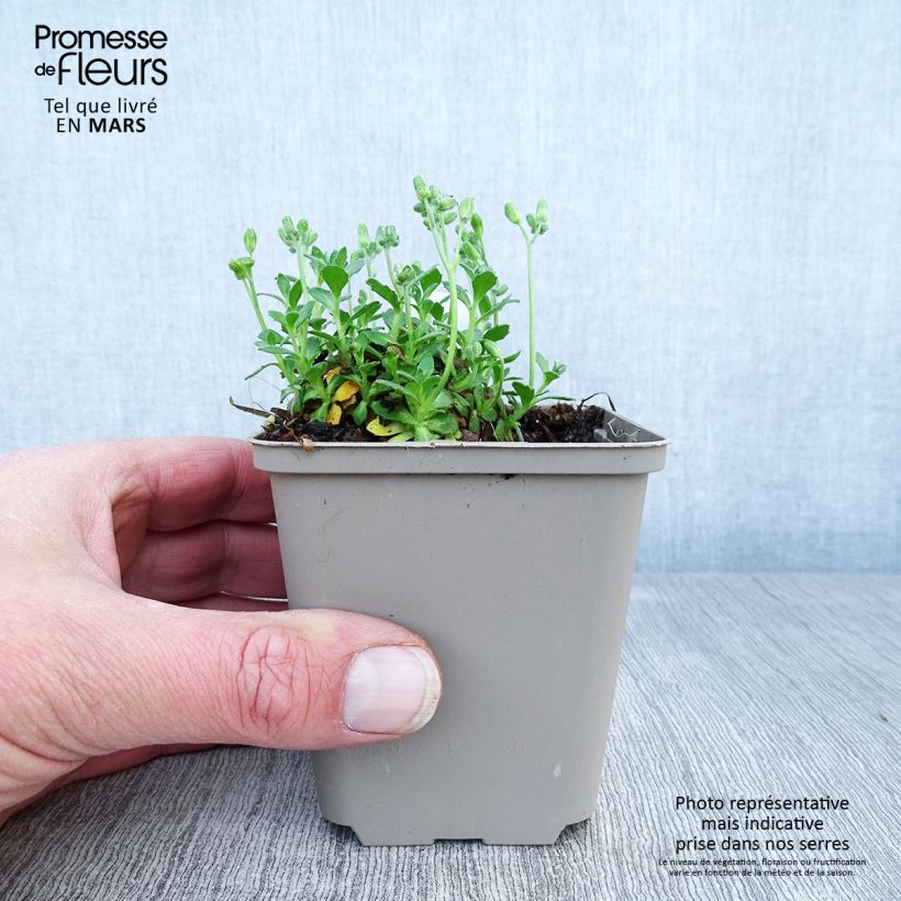 Amostra de Aubrecia  Hamburger Stadtpark Vaso de 8/9 cm tal como entregue na primavera