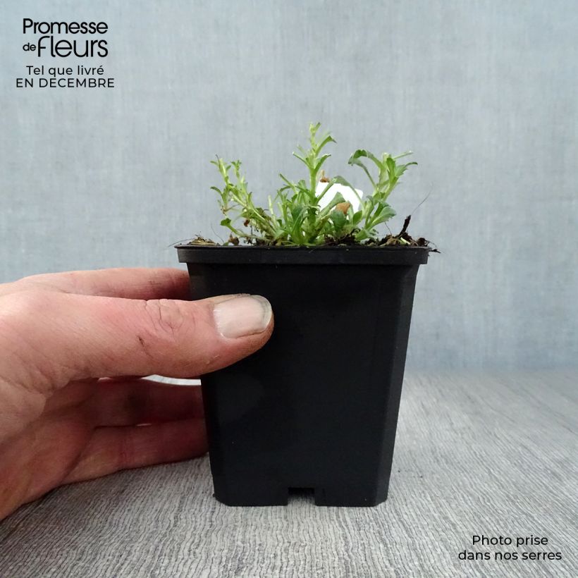 Amostra de Aubriète rouge - Aubrieta Cascade Red Vaso de 8/9 cm tal como entregue no inverno