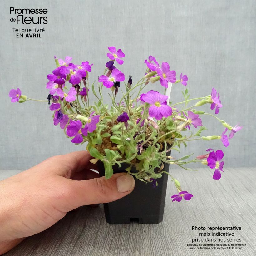 Amostra de Aubrecia  Cascade Red Vaso de 8/9 cm tal como entregue na primavera