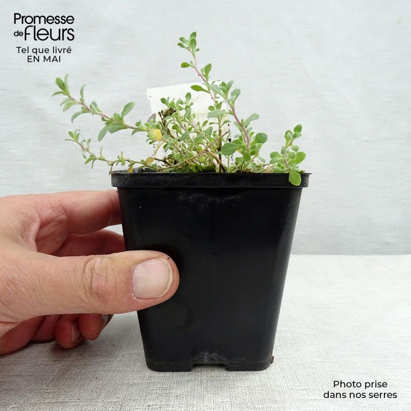 Amostra de Aubrecia  Cascade Purple Vaso de 8/9 cm tal como entregue na primavera