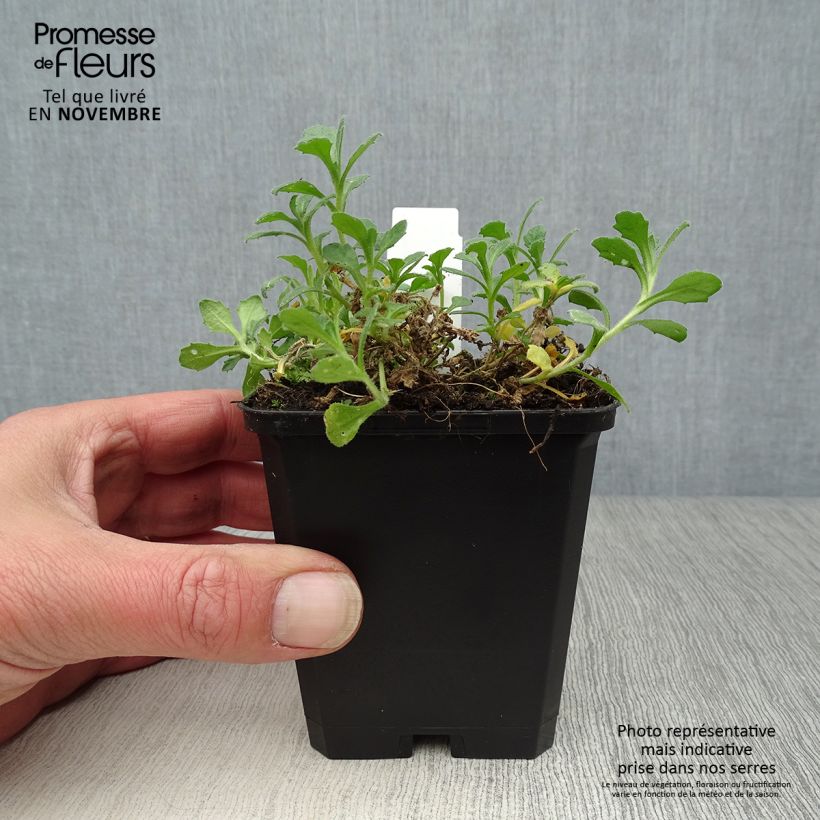 Amostra de Aubrecia  Cascade Purple Vaso de 8/9 cm tal como entregue no outono