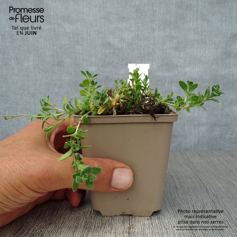 Amostra de Aubrecia  Cascade Purple Vaso de 8/9 cm tal como entregue no verão