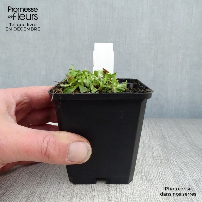 Amostra de Aubrecia  Cascade Purple Vaso de 8/9 cm tal como entregue no inverno