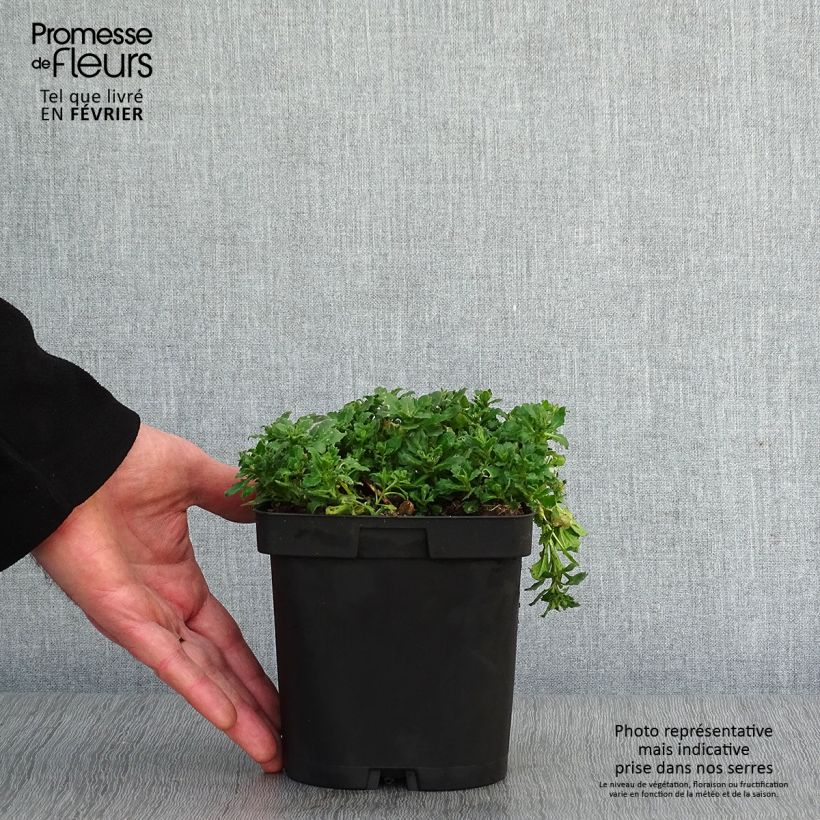 Amostra de Aubrecia  Cascade Purple Vaso de 2 L/3 L tal como entregue no inverno