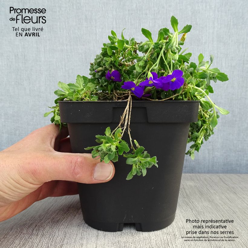 Amostra de Aubrecia  Cascade Purple Vaso de 2 L/3 L tal como entregue na primavera