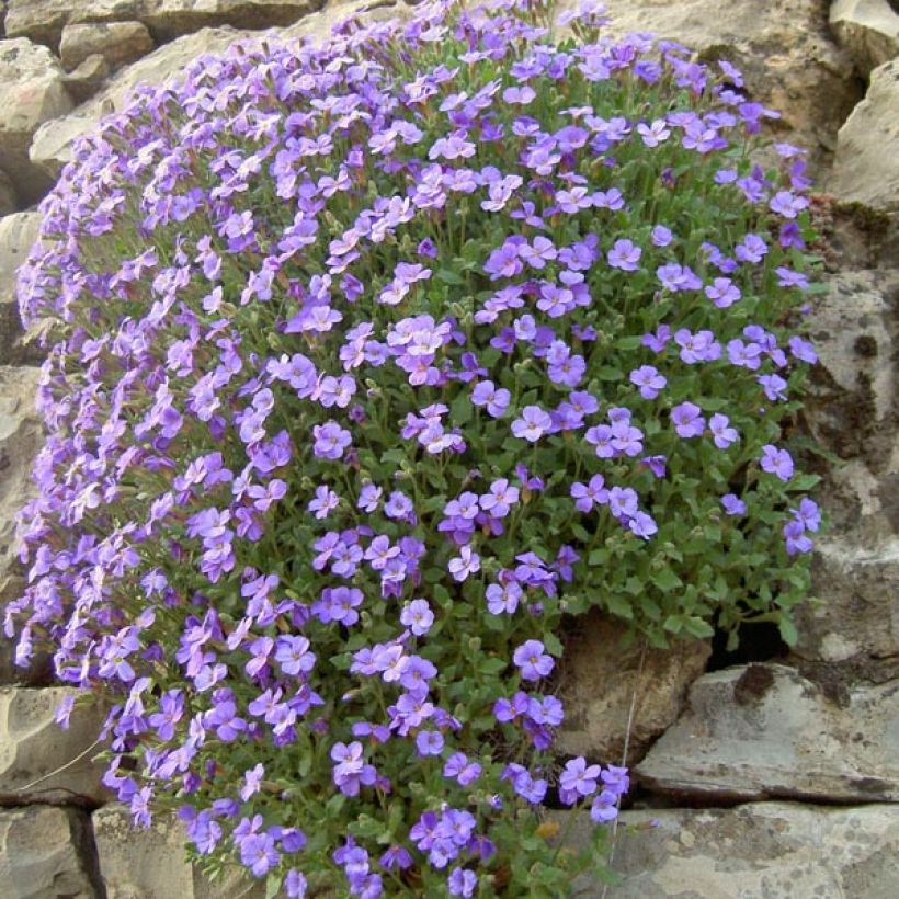 Aubrecia Cascade Azul (Hábito)