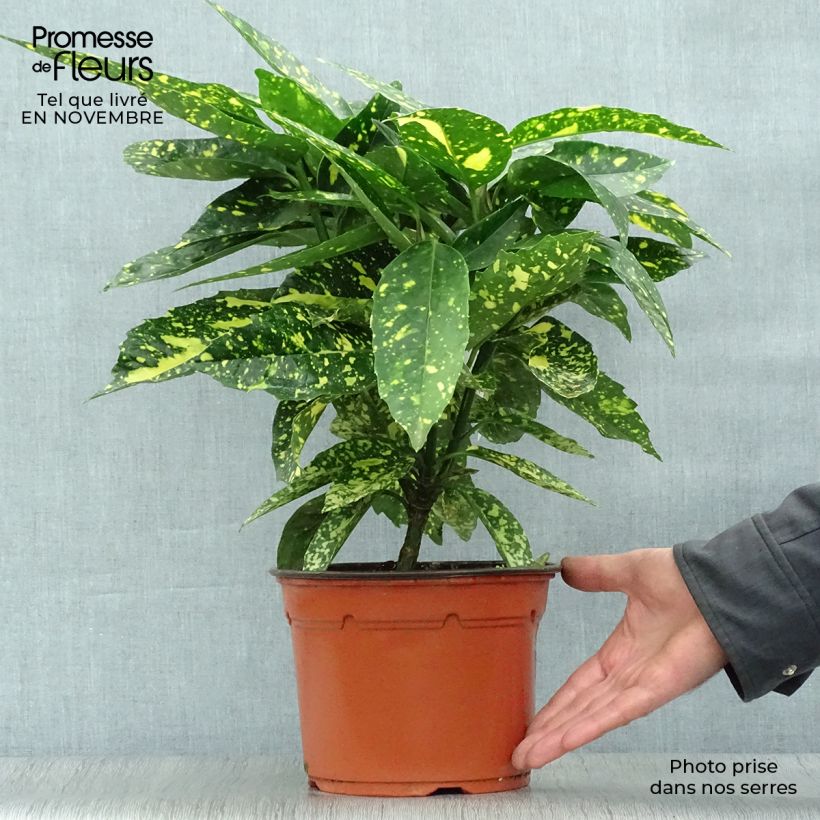 Amostra de Aucuba japonica Crotonifolia Vaso de 2 L/3 L tal como entregue no outono