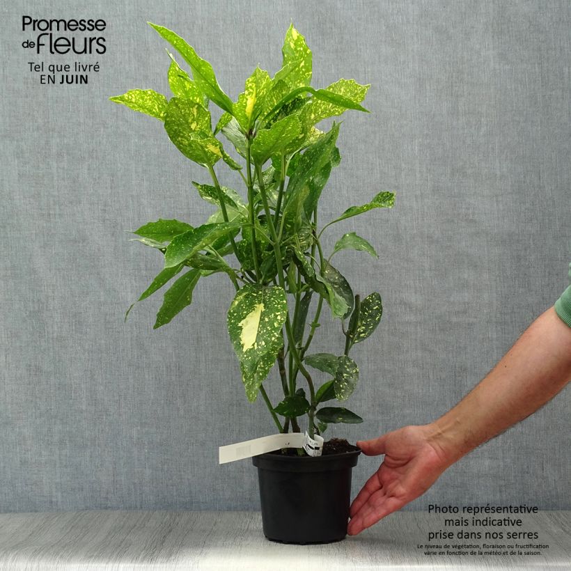 Amostra de Aucuba japonica Crotonifolia Vaso de 2 L/3 L tal como entregue no verão
