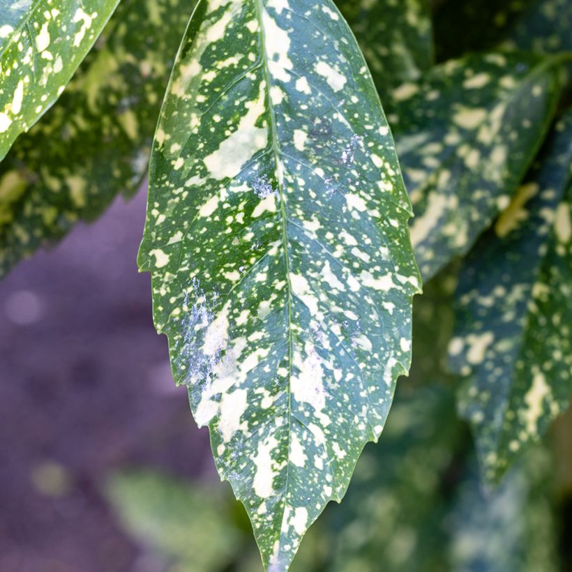 Aucuba japonica Crotonifolia (Folhagem)