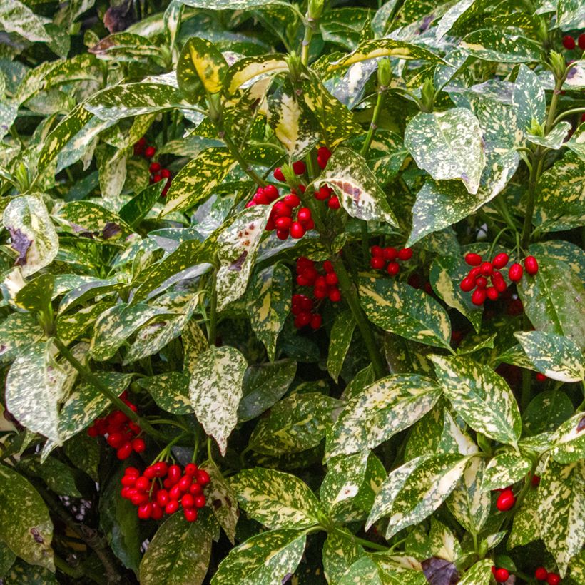 Aucuba japonica Crotonifolia (Colheita)