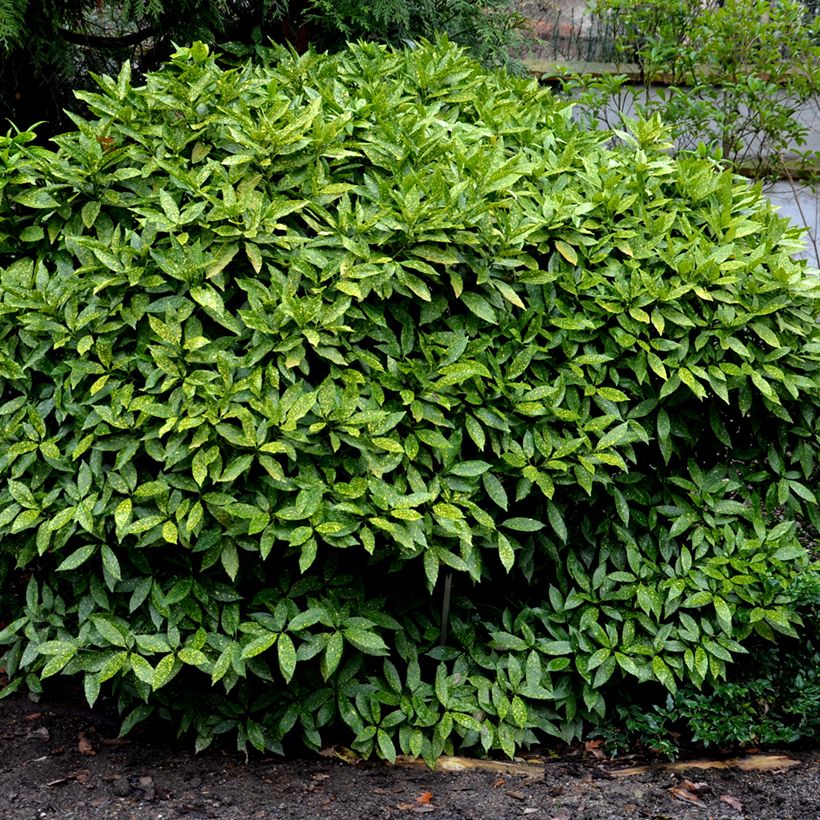 Aucuba japonica Crotonifolia (Hábito)