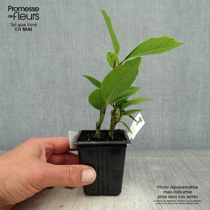 Amostra de Aucuba japonica Crotonifolia Vaso de 8/9 cm tal como entregue na primavera