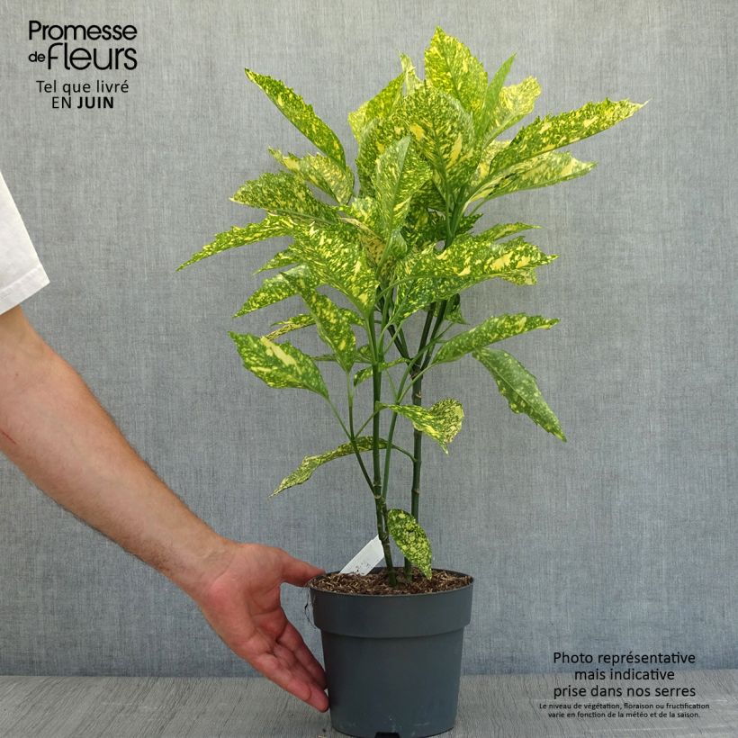 Amostra de Aucuba japonica Golden King Vaso de 2 L/3 L tal como entregue no verão