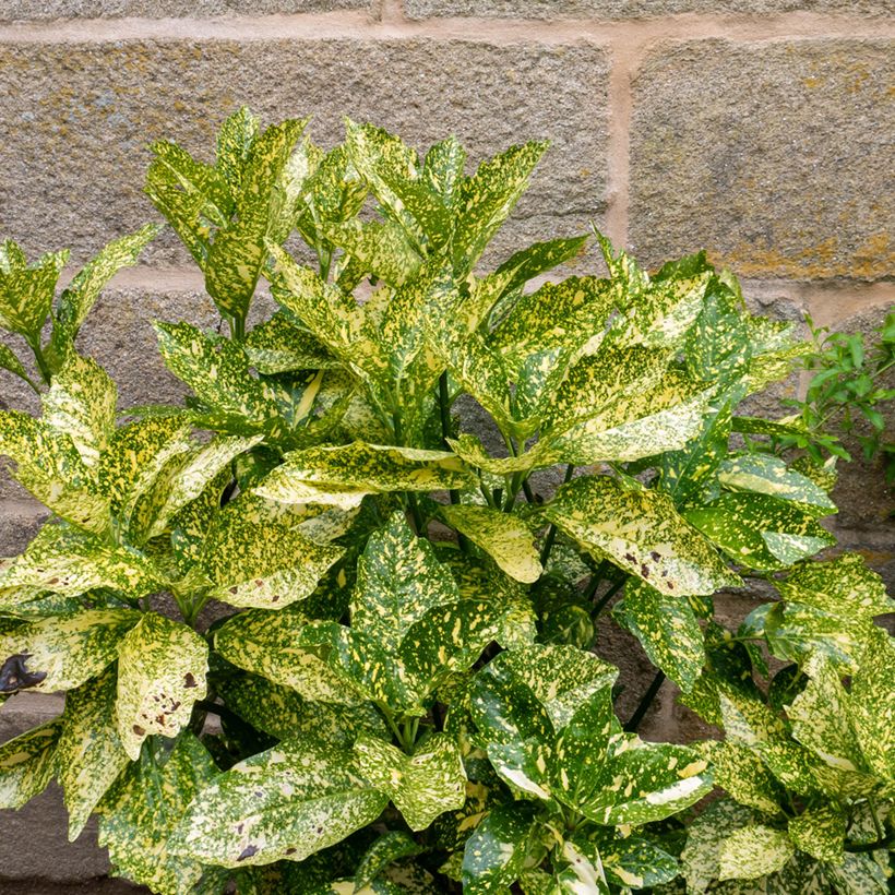 Aucuba japonica Golden King (Folhagem)