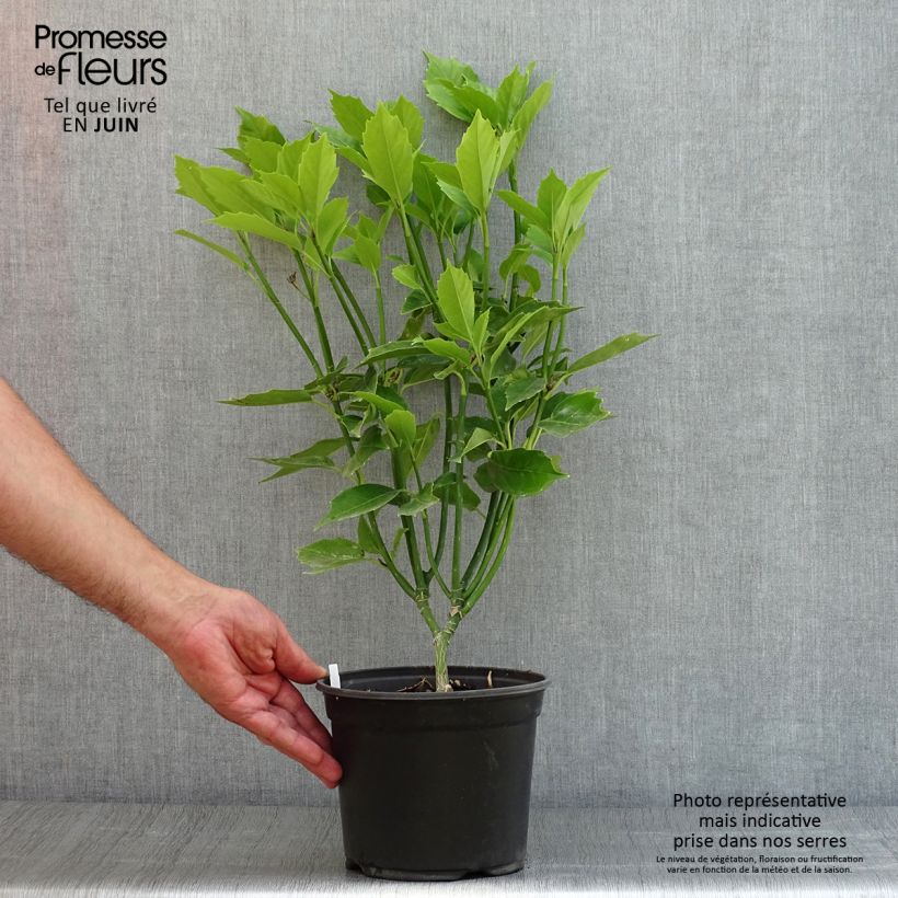 Amostra de Aucuba japonica Vaso de 3 L/4 L tal como entregue no verão