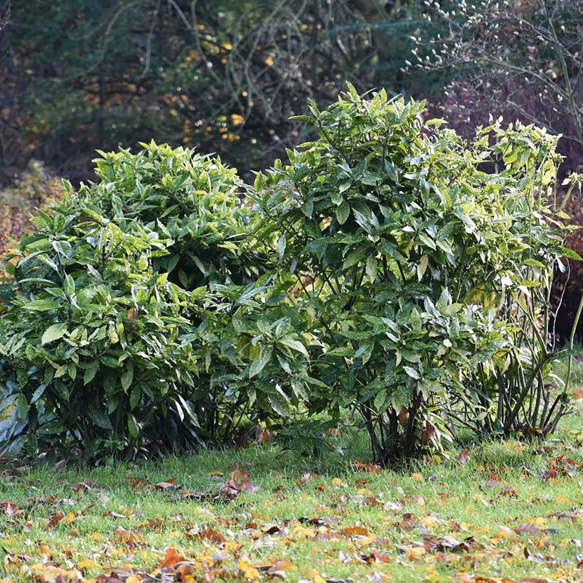Aucuba japonica (Hábito)