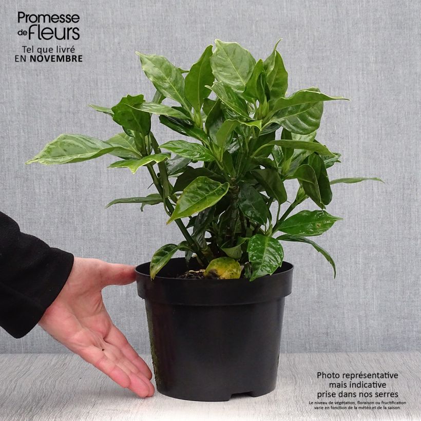 Amostra de Aucuba japonica Rozannie Vaso de 2 L/3 L tal como entregue no outono