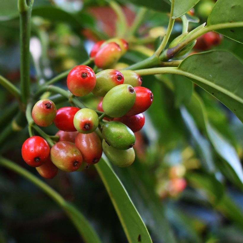 Aucuba japonica Rozannie (Colheita)