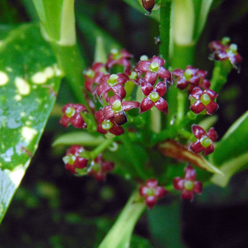 Aucuba japonica Variegata (Floração)