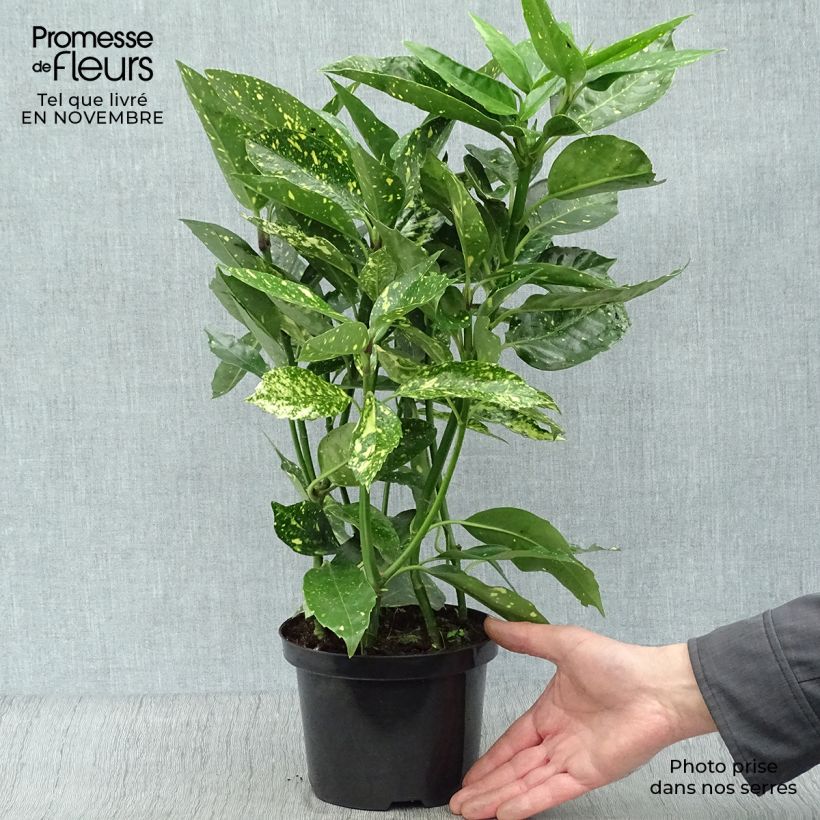Amostra de Aucuba japonica Variegata Vaso de 2 L/3 L tal como entregue no outono