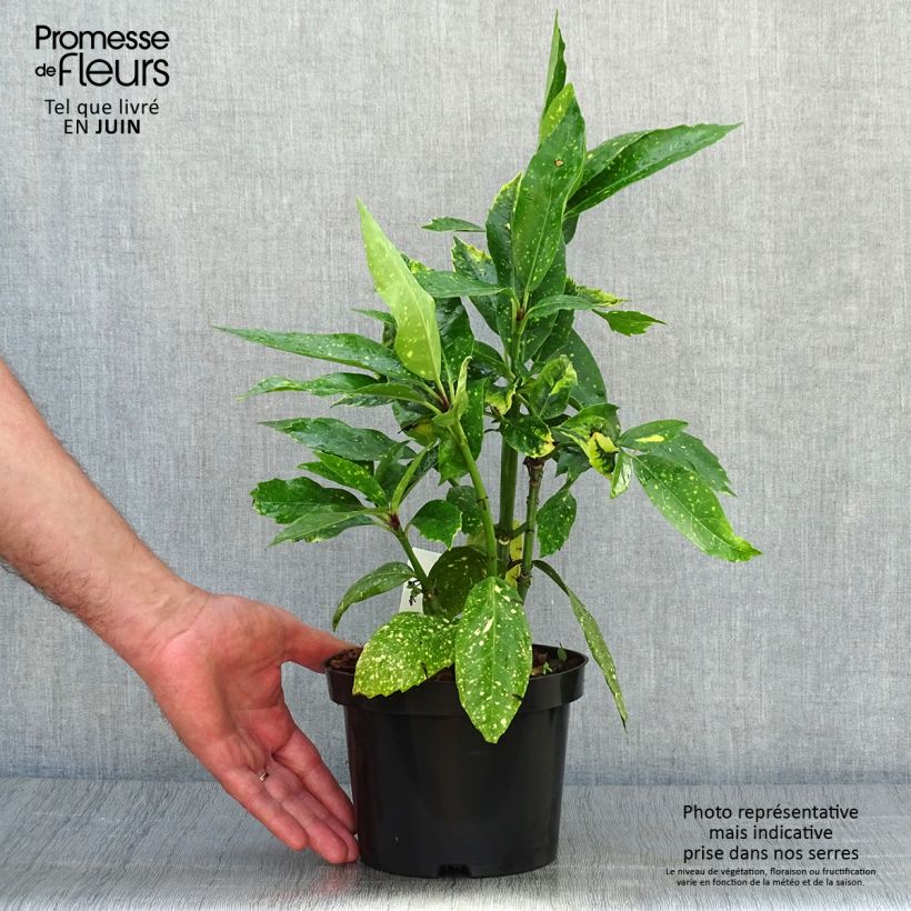 Amostra de Aucuba japonica Variegata Vaso de 2 L/3 L tal como entregue no verão
