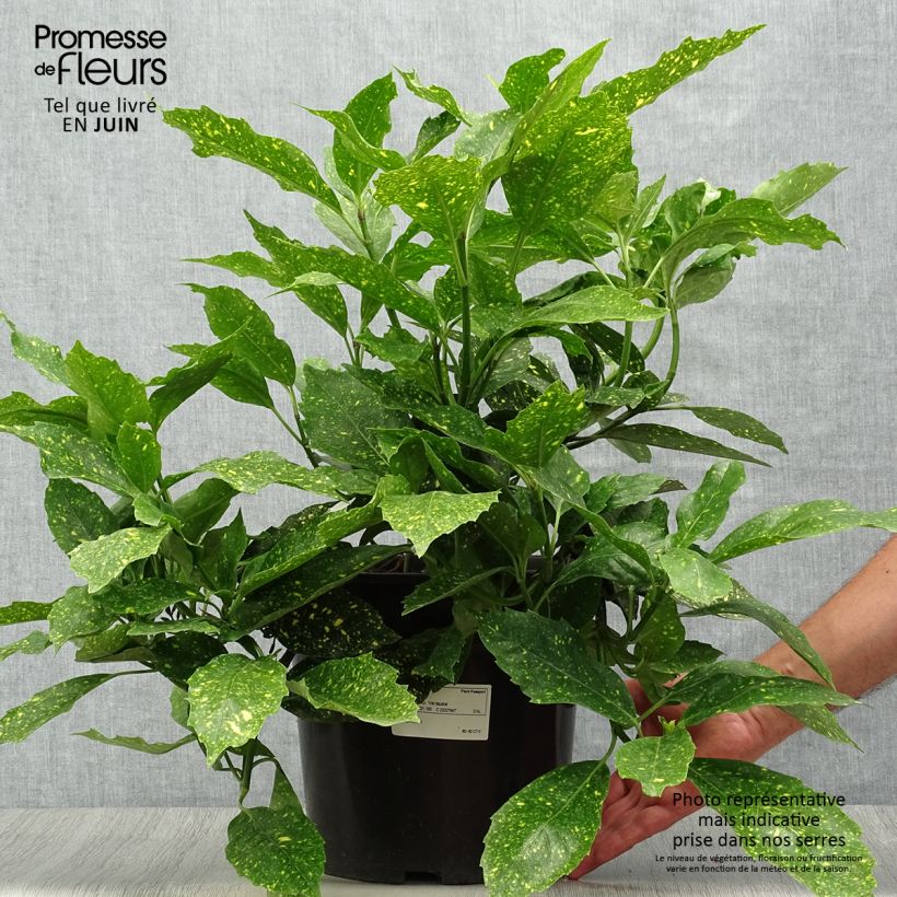 Amostra de Aucuba japonica Variegata Vaso de 7,5 L/10 L tal como entregue no verão