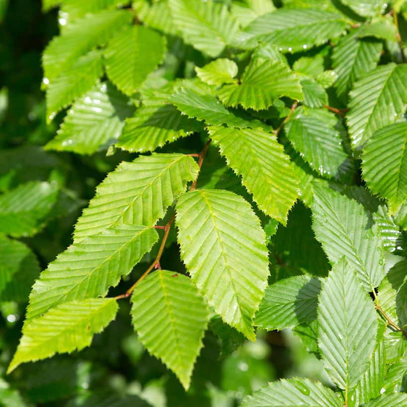 Alnus incana (Folhagem)