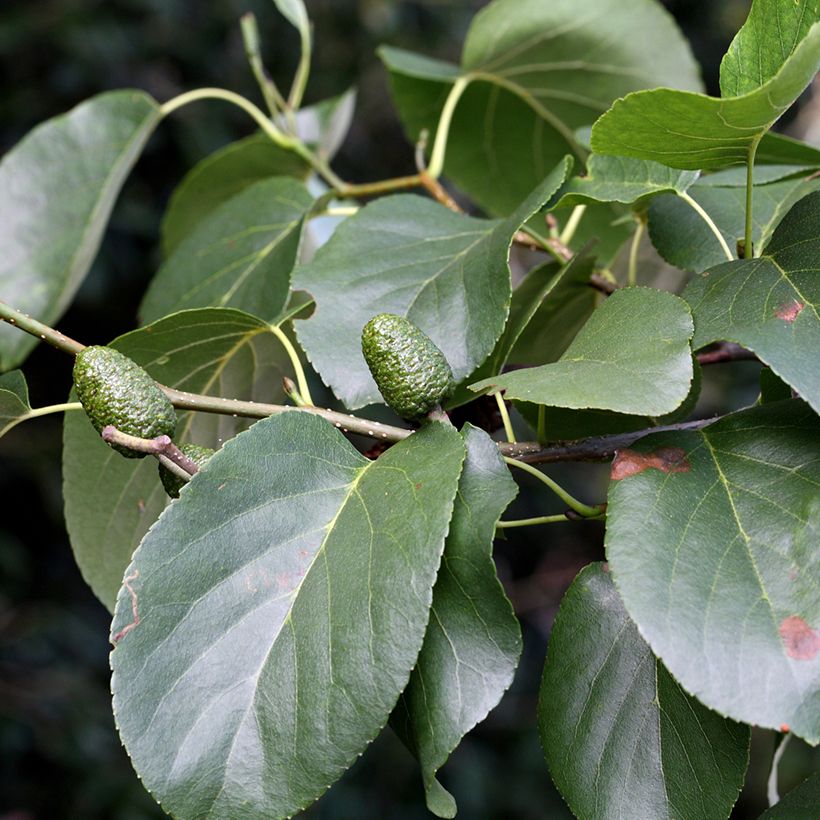 Alnus cordata (Folhagem)