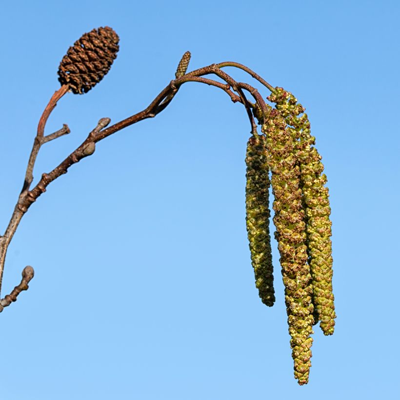 Alnus cordata (Colheita)