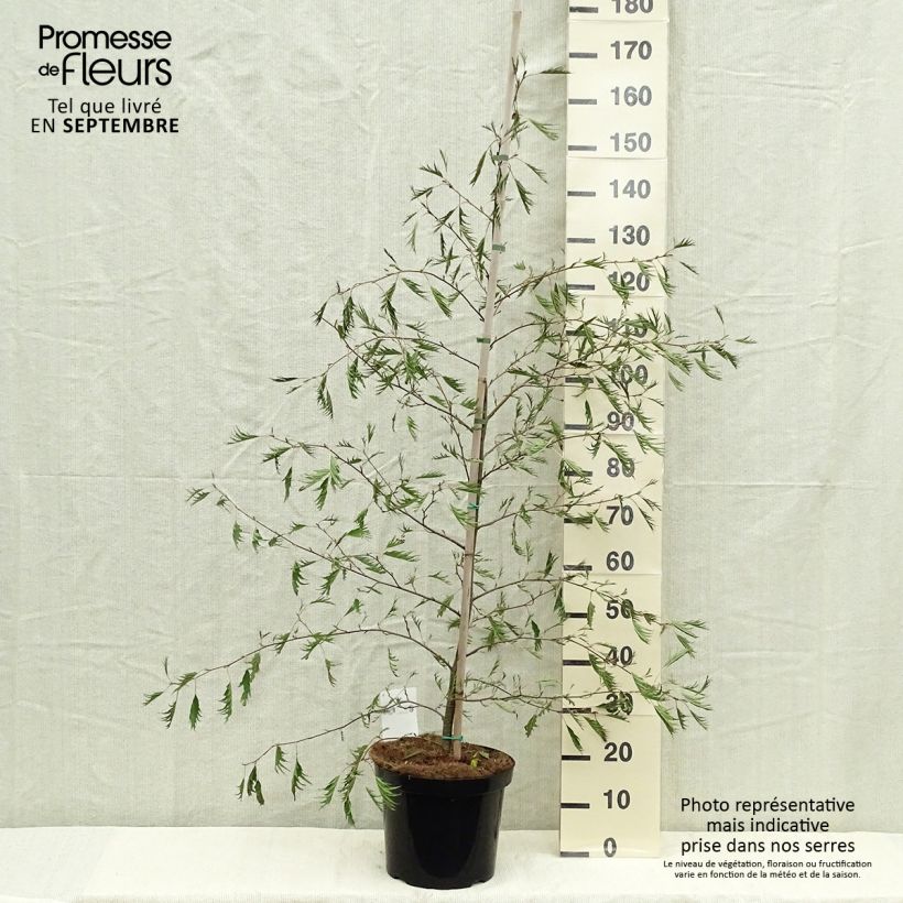 Amostra de Alnus glutinosa Imperialis Vaso de 7,5 L/10 L tal como entregue no outono
