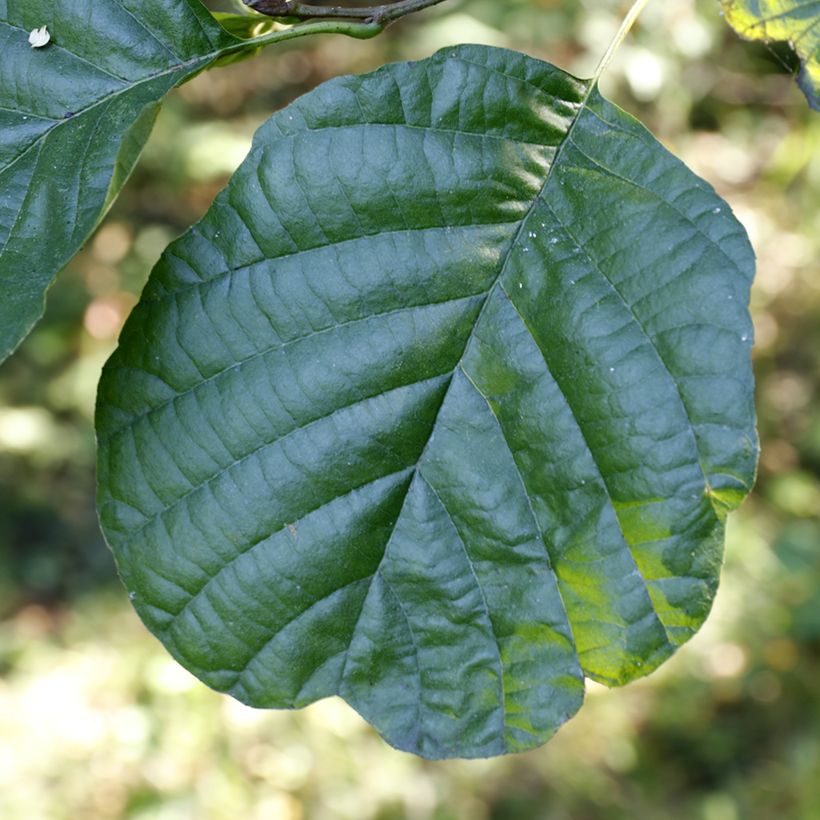 Alnus glutinosa (Folhagem)