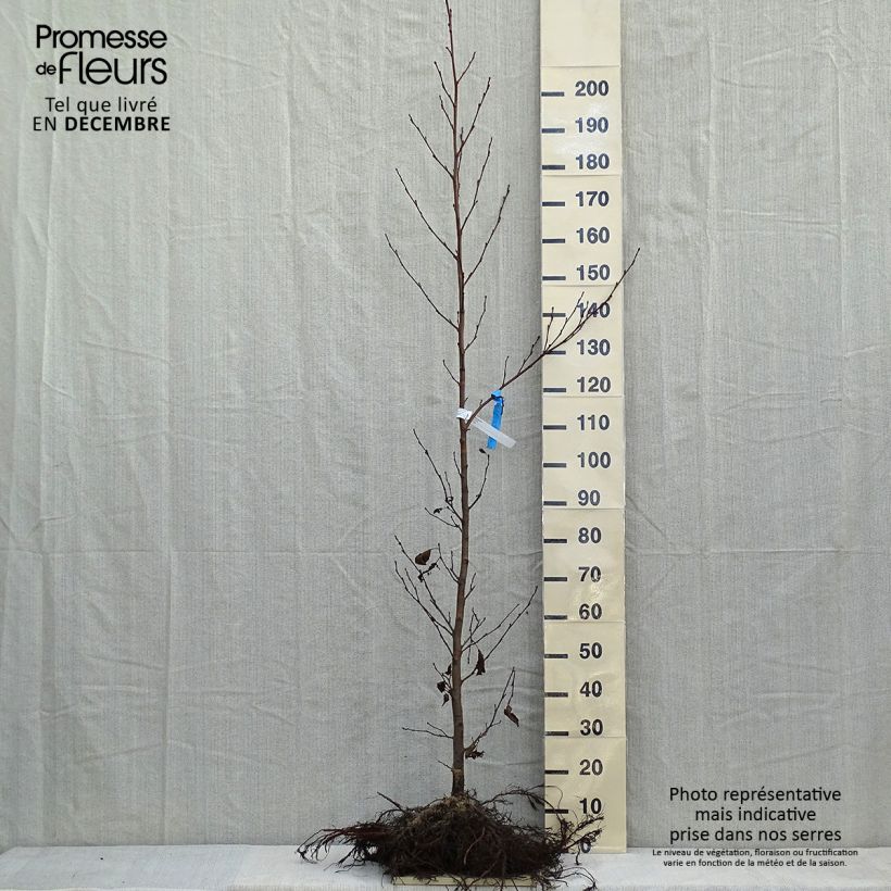 Amostra de Alnus glutinosa Raízes nuas tal como entregue no inverno