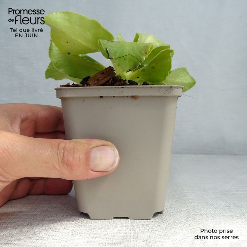 Amostra de Primula × pubescens - Aurícula Vaso de 8/9 cm tal como entregue no verão