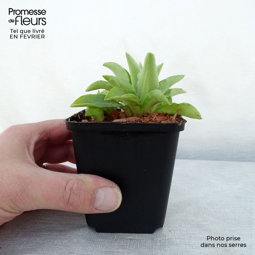 Amostra de Auricule des jardins - Primula x pubescens  Vaso de 8/9 cm tal como entregue no inverno
