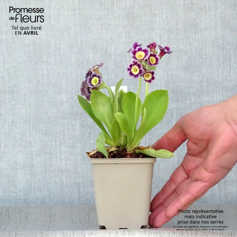 Amostra de Primula × pubescens - Aurícula Vaso de 8/9 cm tal como entregue na primavera