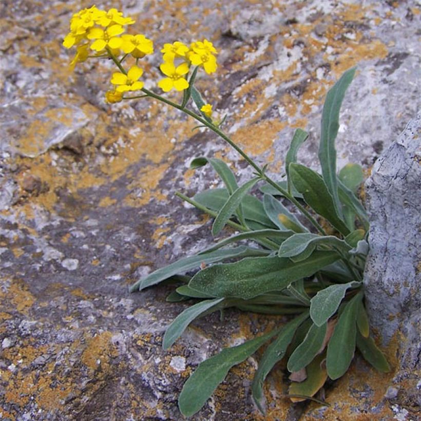 Alyssum saxatilis Goldkugel (Hábito)