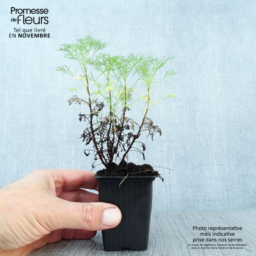 Amostra de Artemisia abrotanum Vaso de 7/8 cm tal como entregue no outono