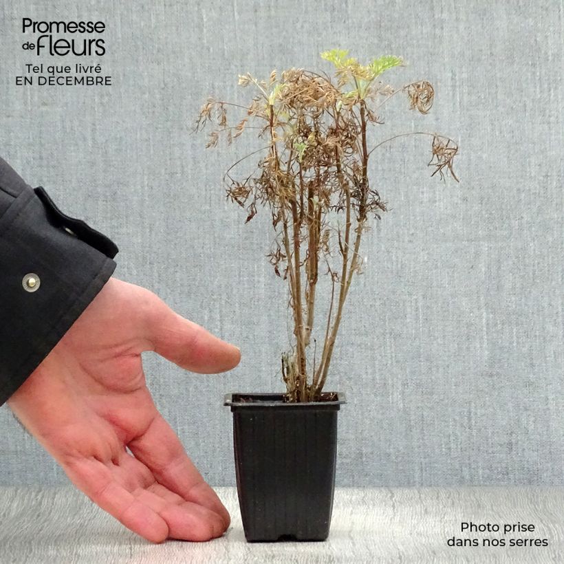 Amostra de Artemisia abrotanum Vaso de 7/8 cm tal como entregue no inverno