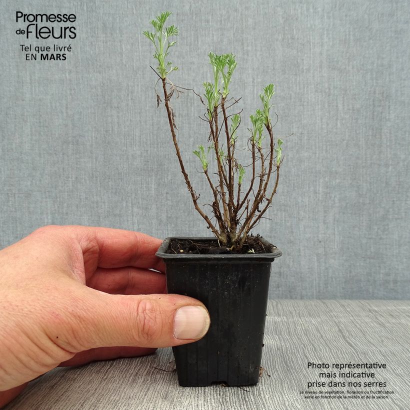 Amostra de Artemisia abrotanum Vaso de 7/8 cm tal como entregue na primavera
