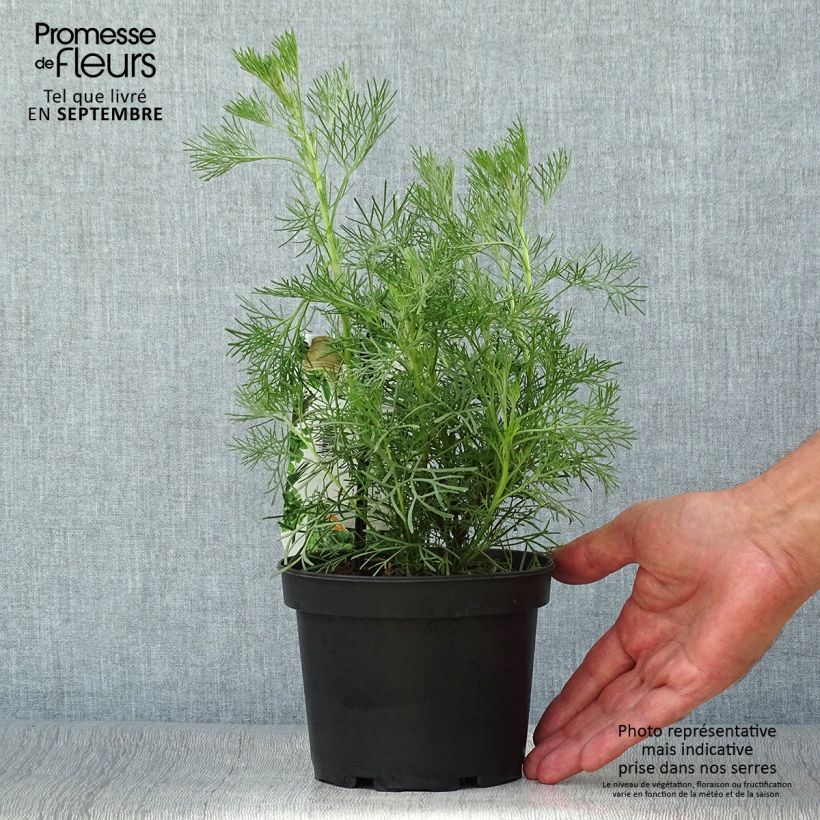 Amostra de Artemisia abrotanum Vaso de 1,5 L/2 L tal como entregue no outono