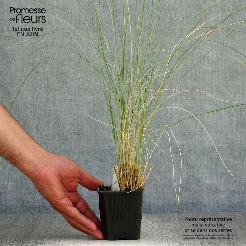 Amostra de Helictotrichon sempervirens Pendula Vaso de 8/9 cm tal como entregue no verão