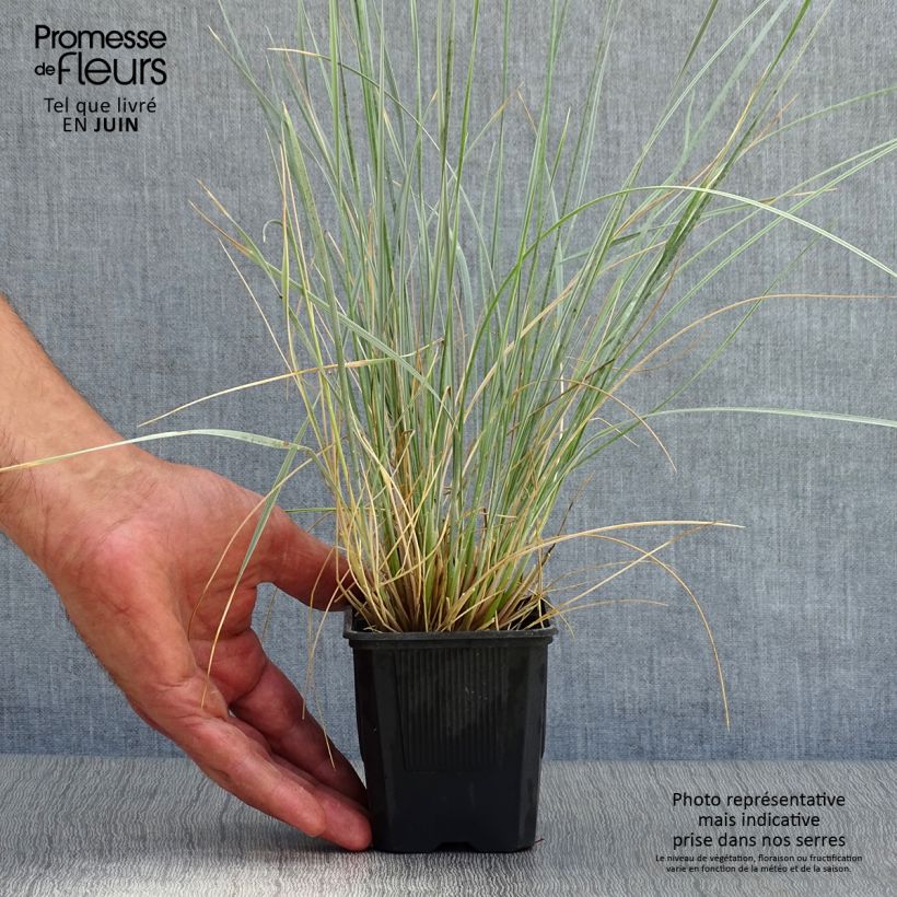 Amostra de Helictotrichon sempervirens Vaso de 8/9 cm tal como entregue no verão
