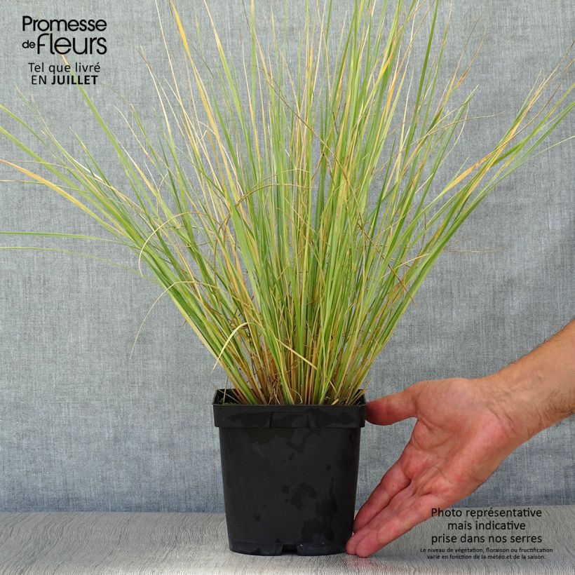 Amostra de Helictotrichon sempervirens Vaso de 2 L/3 L tal como entregue no verão