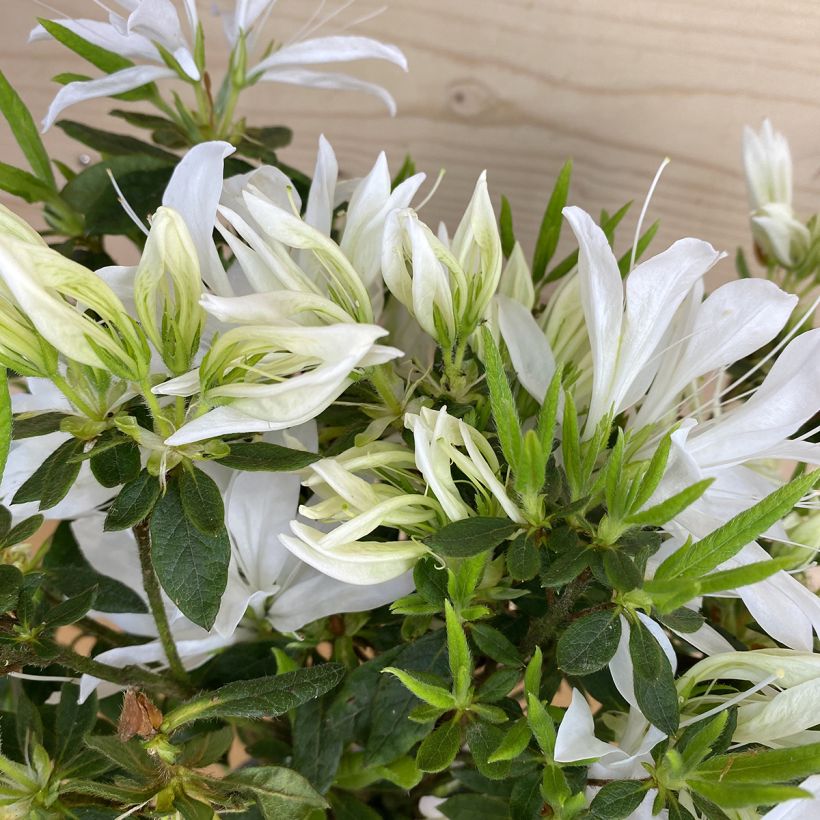 Azálea Japonesa Koromo Shikibu White (Folhagem)